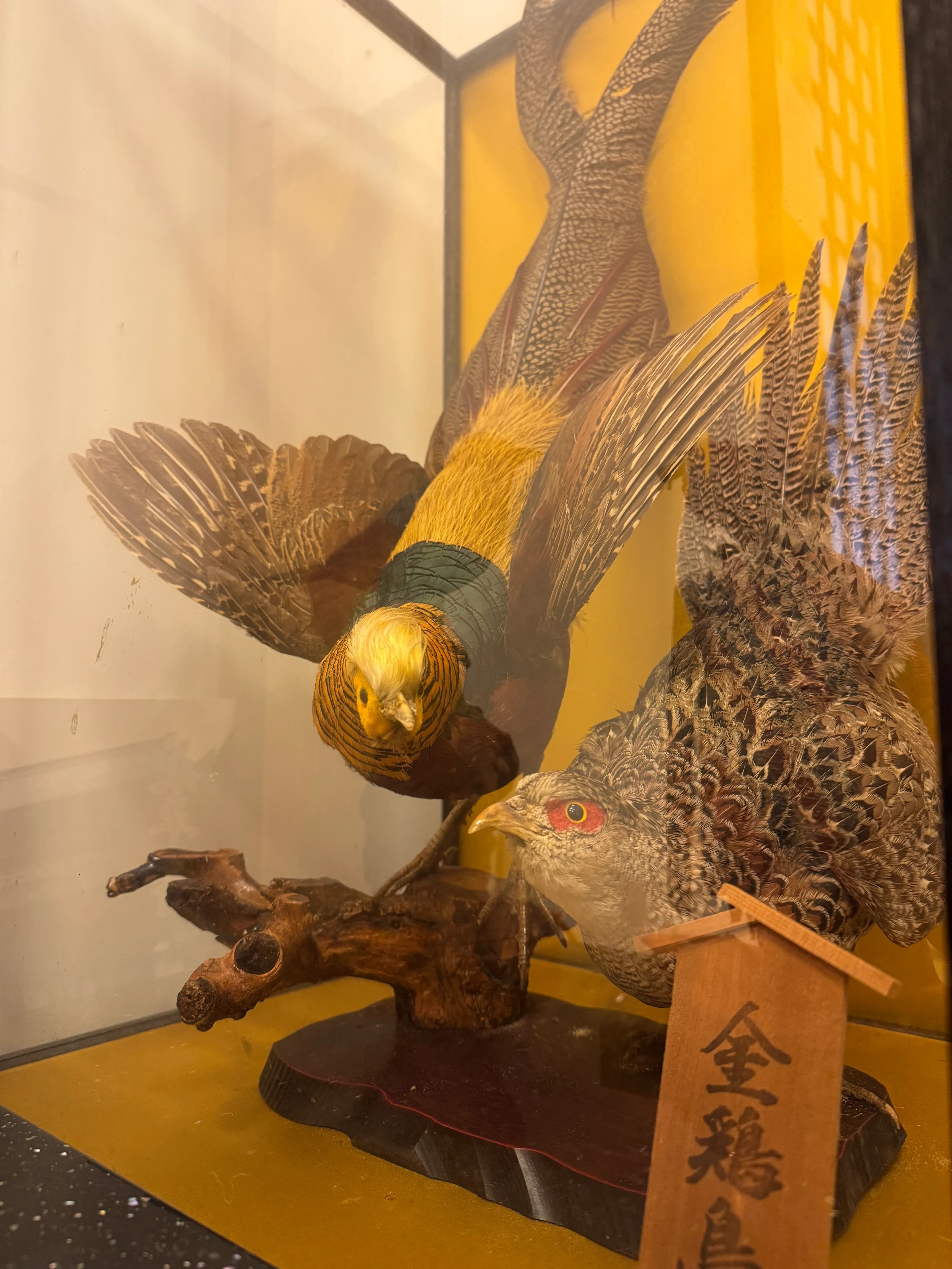 金鶏(きんけい)の剥製